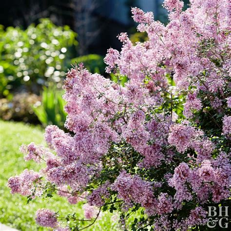 15 Blooming Evergreen Shrubs That Will Add Instant Color