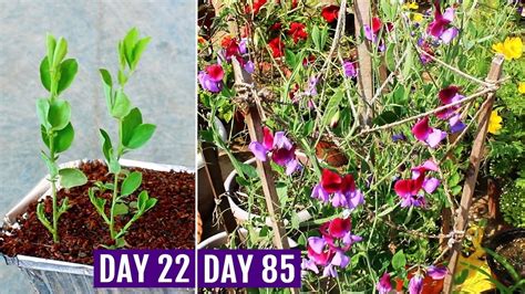How To Grow Sweet Peas From Seeds Successfully Youtube