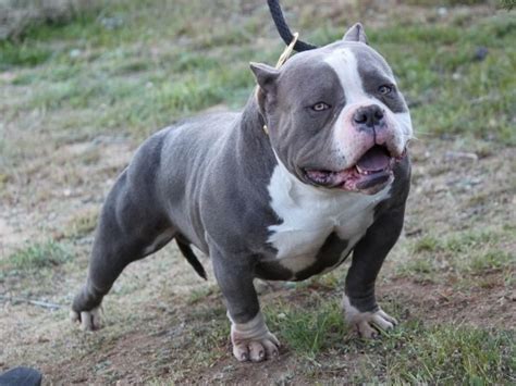 His first recorded mainstream performance was on a solo track from lil jon's 2002. Pocket Pitbull - The Amazing Facts About This Hybrid Dog