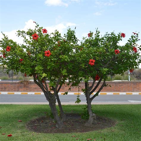 Red Tropical Hibiscus Trees For Sale