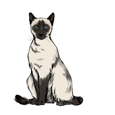 Siamese Cat Drawings Clipart Best