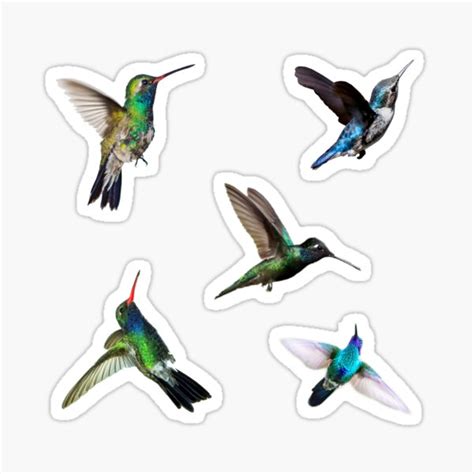 Colibri Birds Sticker Pack Sticker For Sale By Starseedgems Redbubble