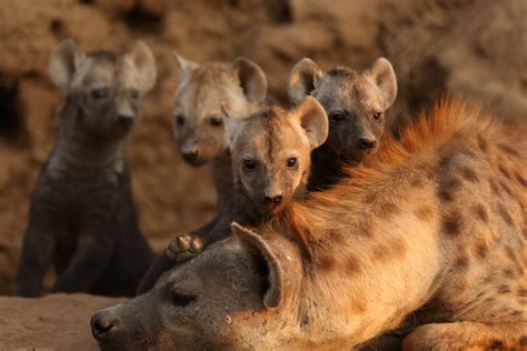 Fascinating Facts About Hyenas Kapama Blog