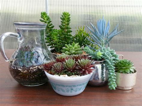 Home garden succulent 118+ different types of succulents with names, photos for indoors and outdoors. How to Identify Your Succulent Plant | World of Succulents