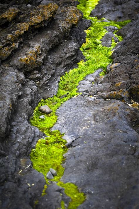 Moss On Rocks In Cave Stock Photo Image Of Dripstone 61446926