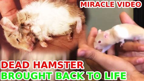 Miracle Dead Hamster Brought Back To Life Azlan Shah Youtube