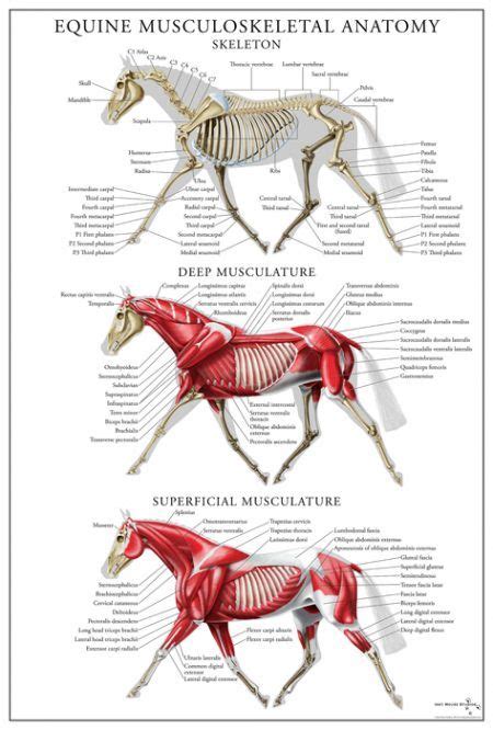 Equine Musculoskeletal Anatomy Poster Equine Massage Therapy Horse