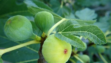 Types Of Italian Fig Trees Garden Guides