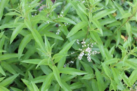 Florez Nursery Lemon Verbena Aloysia Triphylla