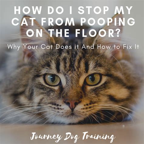 Cat Pooping On Floor Stress