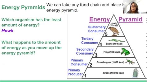 Energy Pyramid And Food Web Youtube