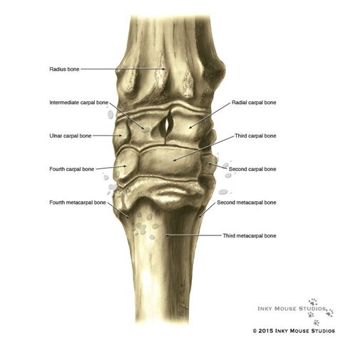 Equine Carpus Anterior View