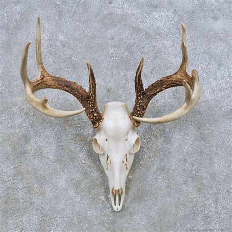 Faux Whitetail Deer European Mount Geotv Taxidermy And Curiosities Home