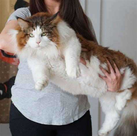 Guinness World Record Biggest Cat Guiness Record