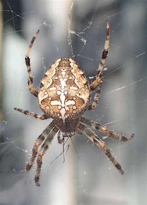 Orb Weaver Spider Identification Hot Sex Picture