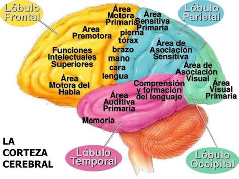 Favorite Tweet By Txantxibiri Anatomia Del Cerebro Humano Cerebro
