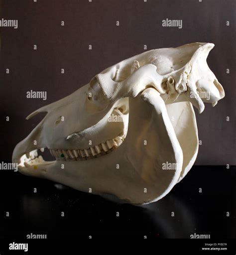 Horse Skull 9 Stock Photo Alamy