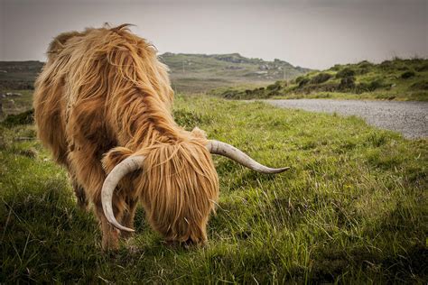 Isle Of Mull Highland Cow Photograph By James Robinson Fine Art America