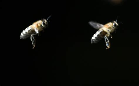 Beleaguered Bees Hit By Deformed Wing Virus