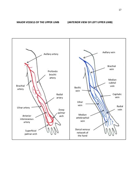 These parts of the body include the thorax, upper limb, and axilla (more commonly known as the armpit). LE_5616 Diagram Of Veins In Your Arm Wiring Diagram