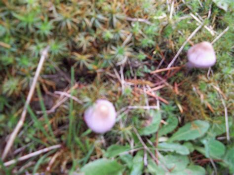 Poisonous mushrooms in washington state. I found some mushrooms in Southwest Washington - Mushroom ...