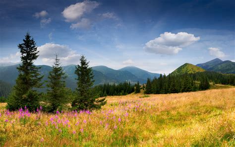 Field Mountains Trees Wallpaper Wallpaper Background Image Browse