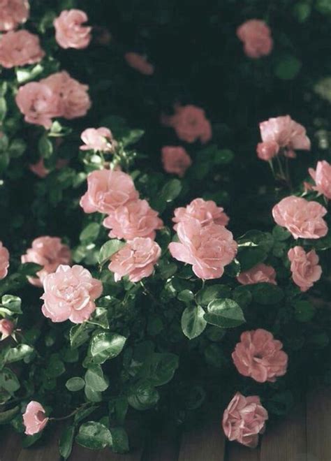 Pink Aesthetic Backgrounds Flowers Pink Flowers Aesthetic Wallpapers
