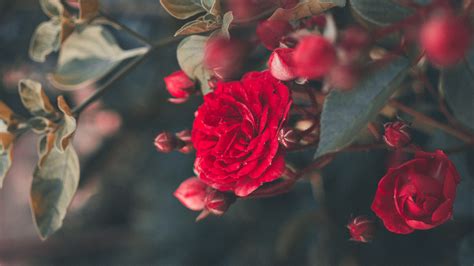 Download Wallpaper 1920x1080 Rose Bush Bloom Garden Red Blur Full