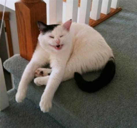 Cursed Cat Images Dump Dank Memes Amino