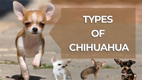 Types Of Chihuahua In The World Chihuahua Dog Types By Dog Lovers