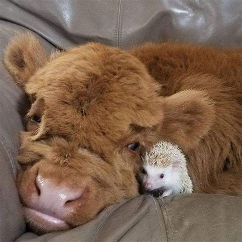 𝘢𝘦𝘴𝘵𝘩𝘦𝘵𝘪𝘤𝘪𝘴𝘮 Cute Baby Cow Fluffy Cows Cute Animal Photos
