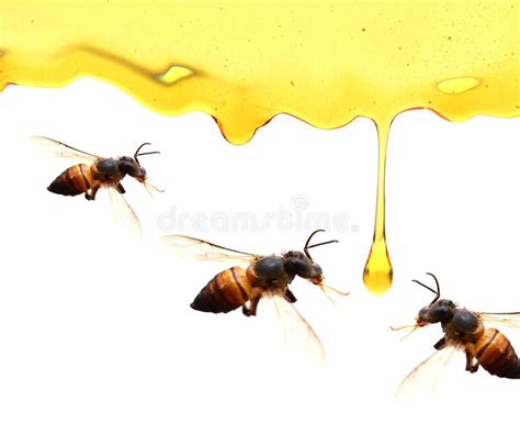 Honey Comb Stock Photo Image Of Still Life Fresh 173704872