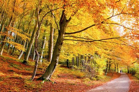 Photos Of The Worlds Most Beautiful Trees Readers Digest