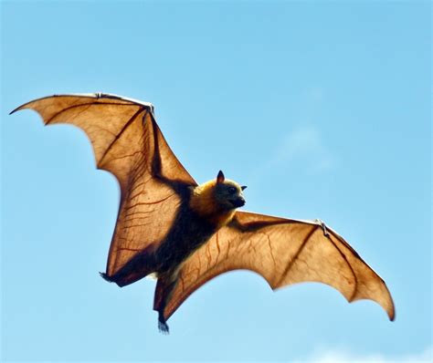 Count Flying Foxes Nsw Environment And Heritage