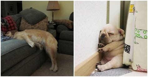 Dogs Who Fell Asleep In Hilariously Weird Positions 15 Pics