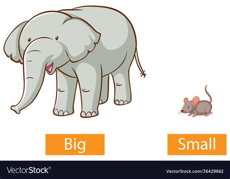 Opposite Adjectives Words With Big And Small Vector Image
