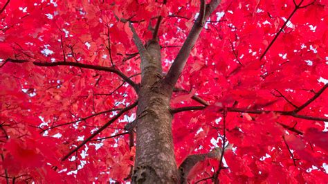 Wallpaper Tree Red Maples Leaves Autumn 5120x2880 Uhd 5k Picture Image