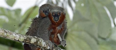 Descubierta Una Nueva Especie De Mono En La Selva Amazónica Ciencia