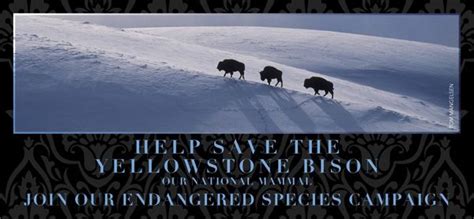 Endangered Bison Endangered Migration Buffalo Field Campaign West