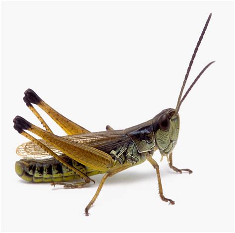 Transparent Grasshopper Png Png Realistic Transparent Png Download Transparent Png Image