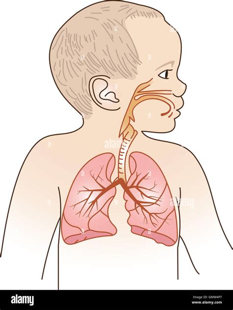 Sistema Respiratorio Dibujo Para Ninos