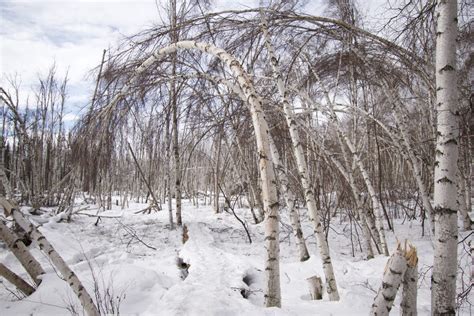 Drunken Forests Teaching About Permafrost Thaw Through Personal