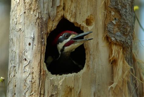 Bill Of The Birds On Blogspot Finding A Pileated Woodpecker Nest