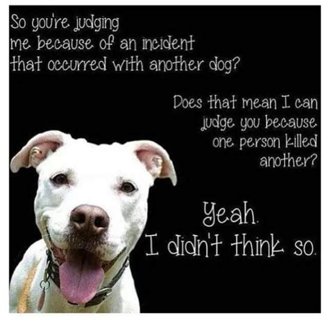 Pin By Tina Weber On Serious Animal Stuff Pitbulls Pitbull Quotes Dogs