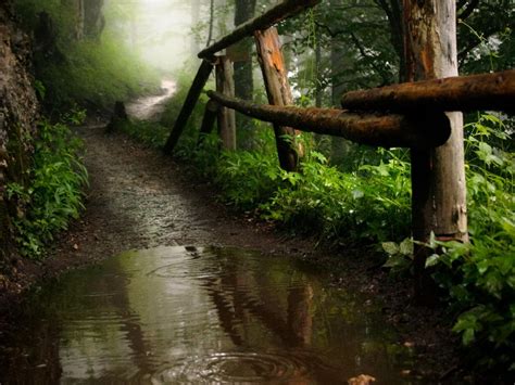 Looking Down A Foggy Path In The Bavarian Mountains Deserted And