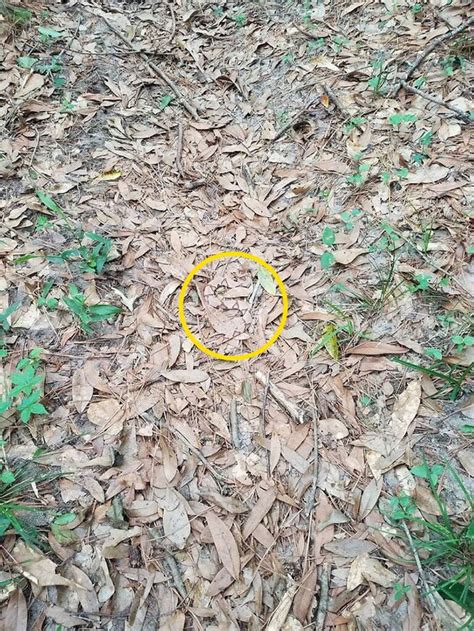 20 Animals That Master The Art Of Camouflage Bouncy Mustard