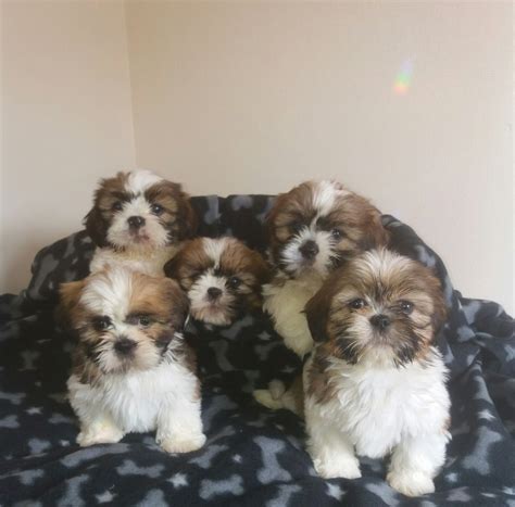 Miniature Shih Tzu Puppies Pets Rehoming Al Ayn