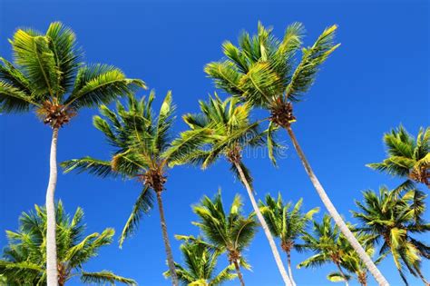 Palms On Blue Sky Stock Photo Image Of Palm Leaves Resort 4839150