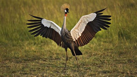 Sandhill Crane Wallpapers Top Free Sandhill Crane Backgrounds