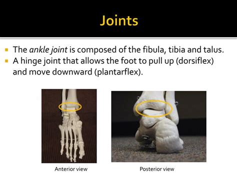 Ppt Anatomy Of The Foot Powerpoint Presentation Id3033596